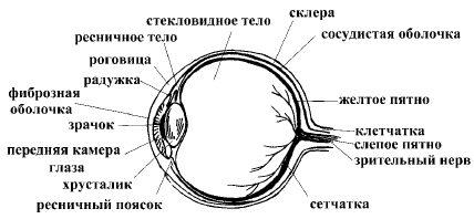 Супер-зрение. Лучшие рецепты народной медицины от А до Я